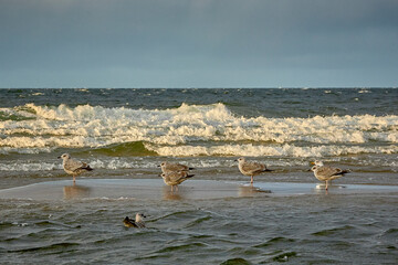 Ptaki nad morzem- Birds by the sea