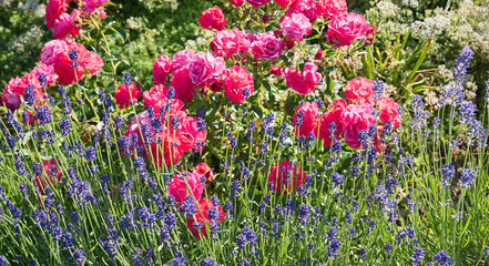 dark pink roses and lavender blossoms, in the park