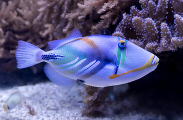 Close up view of a Lagoon triggerfish (Rhinecanthus aculeatus)