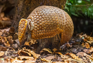 Close up view of a Southern three-banded armadillo (Tolypeutes matacus)