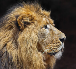 Side Close up view of a male Asiatic lion (Panthera leo persica)