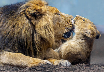 Close up view of Asiatic lion (Panthera leo persica) - father playing with his cub