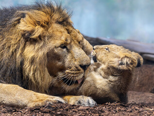 Close up view of Asiatic lion (Panthera leo persica) - father playing with his cub II