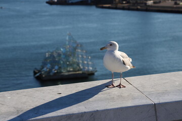 A seagull outside the Operahuset theatre - Oslo - Norway