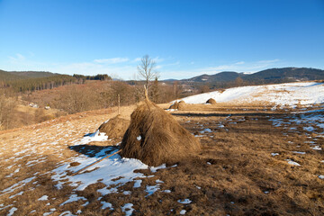 Haystacks on the meadow in spring, snow on the hills under blue sky. Ukraine, Carpathians.