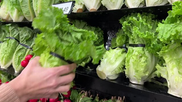 Shopping. On store shelf, chicory endive, escarole and fresh radishes are neatly displayed with juicy herbs for preparing variety of salads. Caucasian woman hand takes out fresh salad.