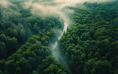 Aerial View of River Through Misty Forest