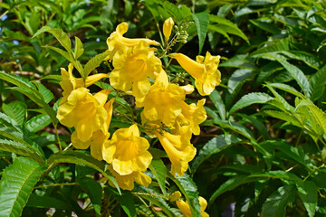 Fototapeta premium Yellow trumpet flowers (Tecoma stans), Ribeirao Preto, Sao Paulo, Brazil