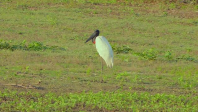 tuiuiu stork in the grass