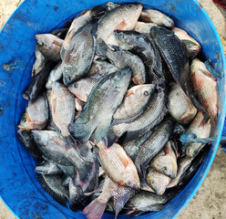 Mozambique tilapia fish in a basket