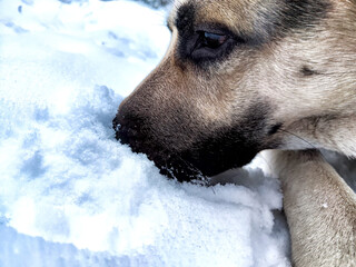 Dog German Shepherd in a winter day and white snow arround. Waiting eastern European dog veo and white snow