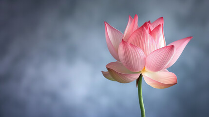 A delicate pink lotus flower with pink and white petals against a grey background.