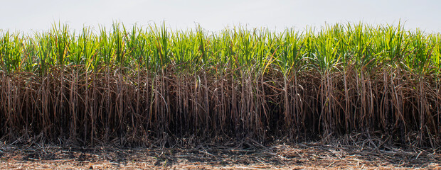 Obraz premium sugar cane fields, agriculture, green plants,growth