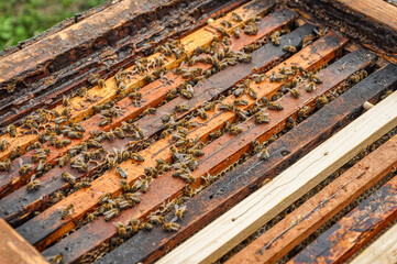 Working bees on honeycomb