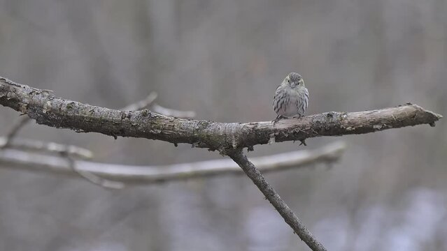 Young Eurasian siskin in the woodland (Spinus spinus)