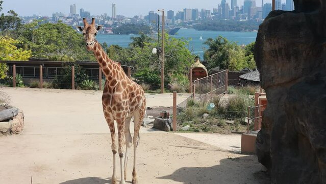 オーストラリア、シドニーにある海とキリンの見える動物園