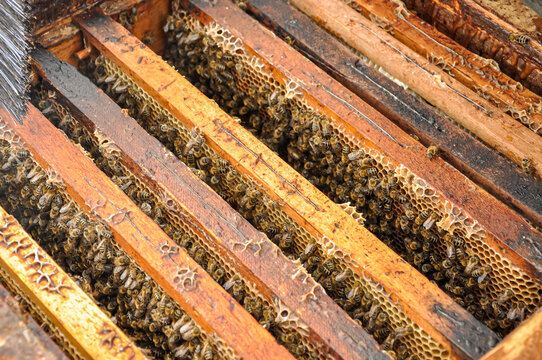 Working bees on honeycomb