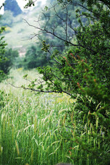 leaves in the forest