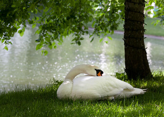 Mute swan on grass under the tree