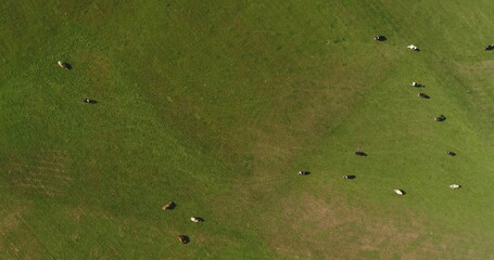 Aerial View of Cows Grazing on Farm
