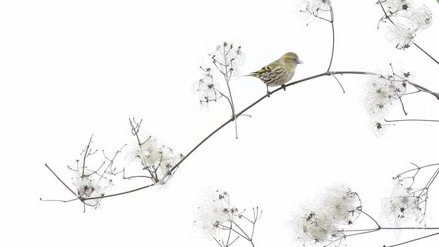 Eurasian siskin female on clematis vitalba, amazing 4k video footage in the wild (Spinus spinus)