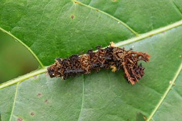 (Moduza procris) Commander caterpillar on green leaf