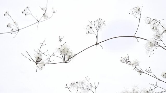 Silhouette of Clematis vitalba branches with Eurasian blue tit in flight (Cyanistes caeruleus)