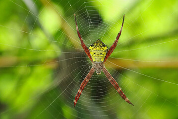 A spider argiope appensa standby on It web
