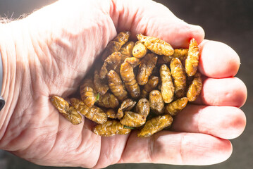 insects food, popular food in asia