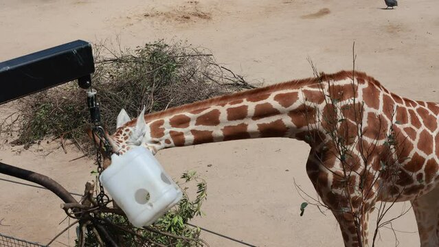 エサを食べる動物園のキリン