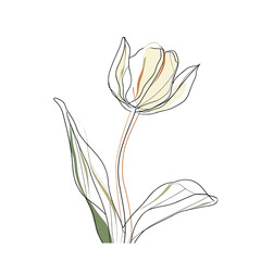 Elegant line drawing of a tulip flower. Illustration for invites and cards