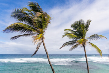 Two palm trees with coconuts on a beach in Barbados.