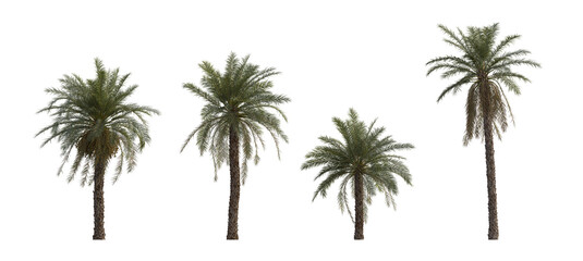 Phoenix dactylifera date palm frontal medium and small cloudy overcast isolated png on a transparent background perfectly cutout
