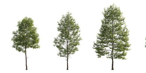 Tilia cordata cloudy set street summer trees medium and small isolated png on a transparent background perfectly cutout (Small-leaved linden, European linden)
