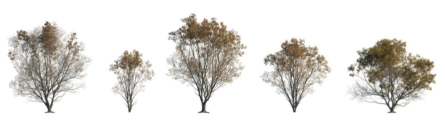 Elm Ulmus changii Hangzhou big medium trees frontal isolated png in sunny daylight on a transparent...