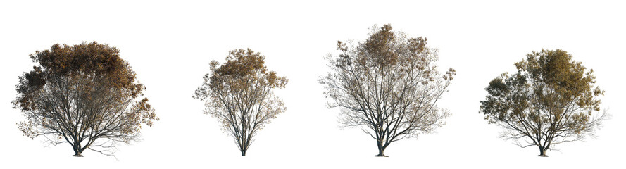 Elm Ulmus changii Hangzhou big medium trees frontal isolated png in sunny daylight on a transparent...