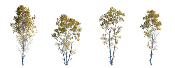 Betula ermanii set of gold ermans birch trees betula big medium trees isolated png in sunny daylight on a transparent background perfectly cutout
