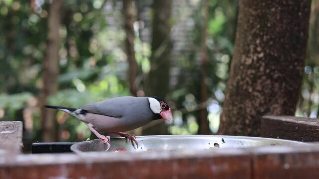 トレーからエサを食べるサクラブンチョウ