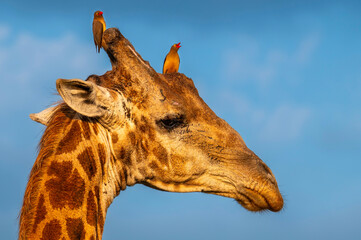 Giraffe bull (Giraffa camelopardalis) adorned with red-billed ox-peckers (Buphagus erythrorhynchus)...