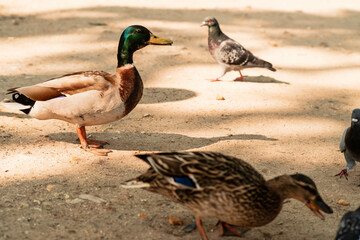 menu de restaurante, comida, almuerzo 