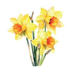 Fototapeta premium blossom, narcissus watercolor vector floral, bouquet