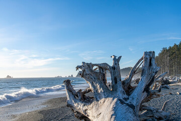 Close up of large piece of driftwood with large root structure, washed on shore on Kalaloch beach...