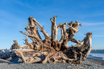 Close up view of large piece of driftwood root structure on Rialto beach on coastal stretch of...