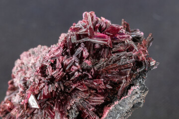 Closeup of red erythrite bladed crystals from Morocco, on host rock. Gray background. 
