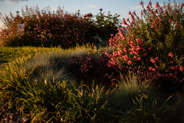 grass and flowers