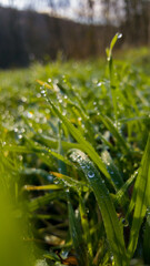 Dew drops on fresh green grass. Sunny and humid mornings at sunrise