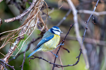 Blue Tit (Cyanistes caeruleus) in Father Collins Park, Dublin 13, Ireland