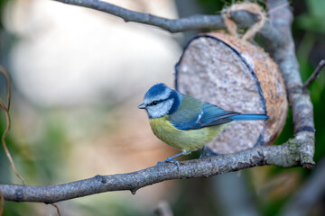 Blue Tit (Cyanistes caeruleus) in Father Collins Park, Dublin 13, Ireland