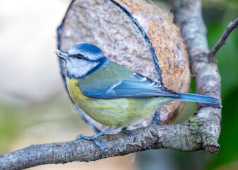 Blue Tit (Cyanistes caeruleus) in Father Collins Park, Dublin 13, Ireland
