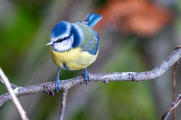 Obraz premium Blue Tit (Cyanistes caeruleus) in Father Collins Park, Dublin 13, Ireland